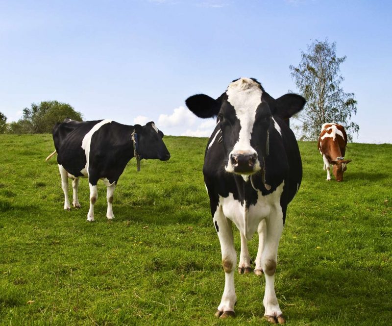 De boer op! Heel Hollands Bakken met ingrediënten van eigen bodem