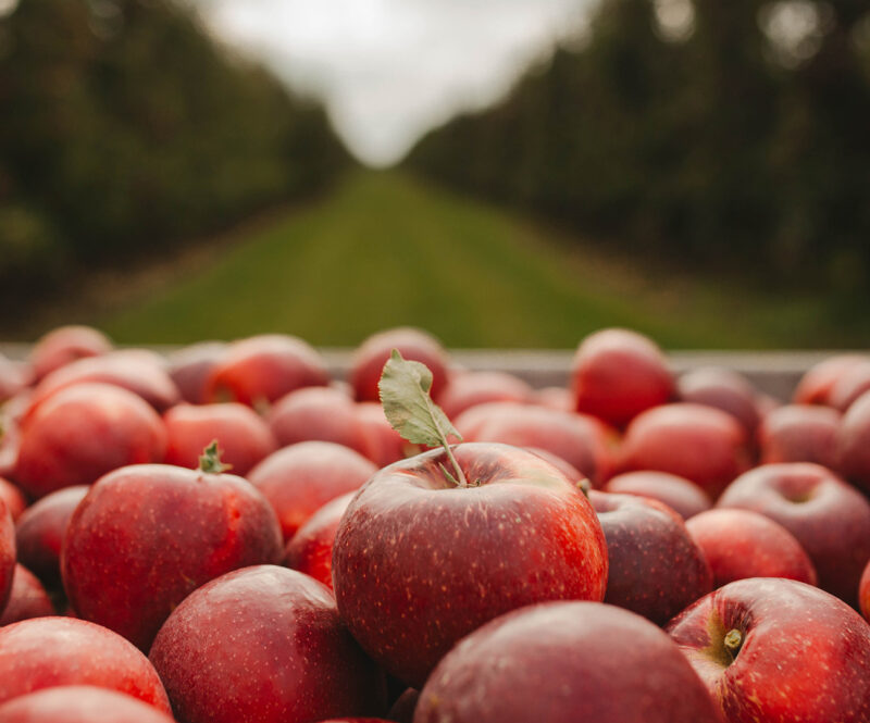 Is appelazijn gezond? En wat bak je ermee?