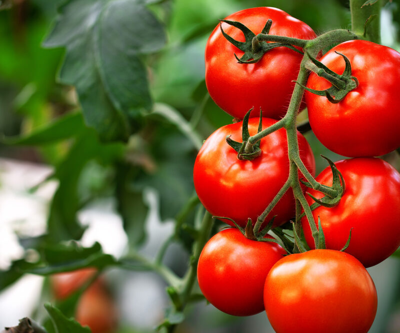 Tuin vol tomaten? Dit kun je ermee bakken!